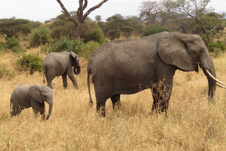 2 days Tanzania safari