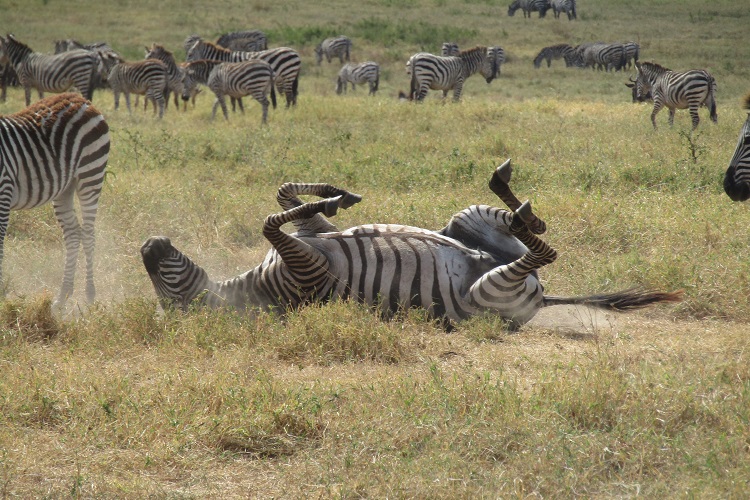  3 days Tanzania safari